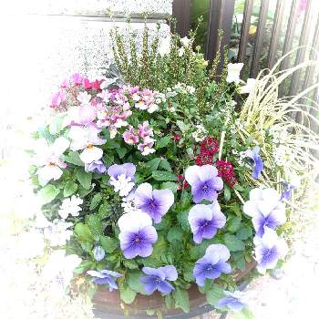 寄せ植えのネメシアの画像 by リベカさん | 小さな庭と黒龍。と寄せ植えのネメシアと可愛いお花とお花大好きとイベリス！ときんぎょ草♡とガーデンシクラメン  ピンクと小さい花とお花のある生活とカルーナ♡とアリッサム♡と花の寄せ植えと大好きビオラとダスティミラー☆と美しく青きドヨウとカレックス❤︎