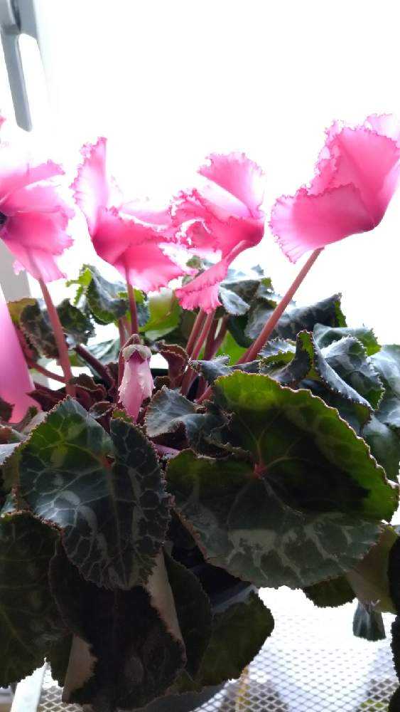 シクラメン2鉢お迎えした Greensnap グリーンスナップ