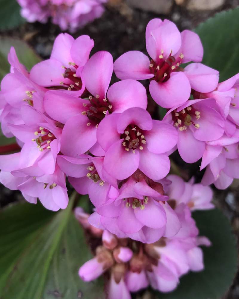 ヒマラヤユキノシタの投稿画像 By M S Little Gardenさん ピンクの花とピンク ピンクと花言葉と可愛いとガーデニングと花のある暮らし 21月1月30日 Greensnap グリーンスナップ