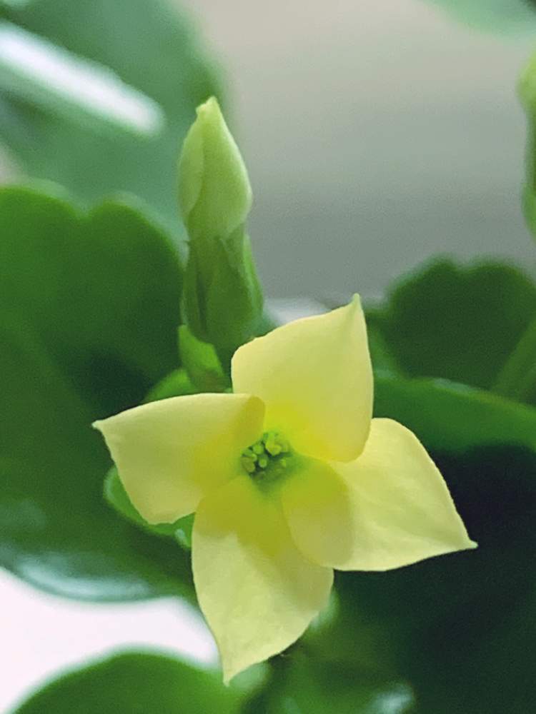 可憐な花の投稿画像 By フーンさん お気に入り とイキイキ と黄色い花と元気もらえると可愛い とカランコエと部屋と可憐な花 とお気に入り とイキイキ と黄色い花と元気もらえると可愛い 21月1月30日 Greensnap グリーンスナップ Greensnap グリーン