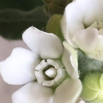 オキシペタラム ホワイトスターの投稿画像一覧 Greensnap グリーンスナップ