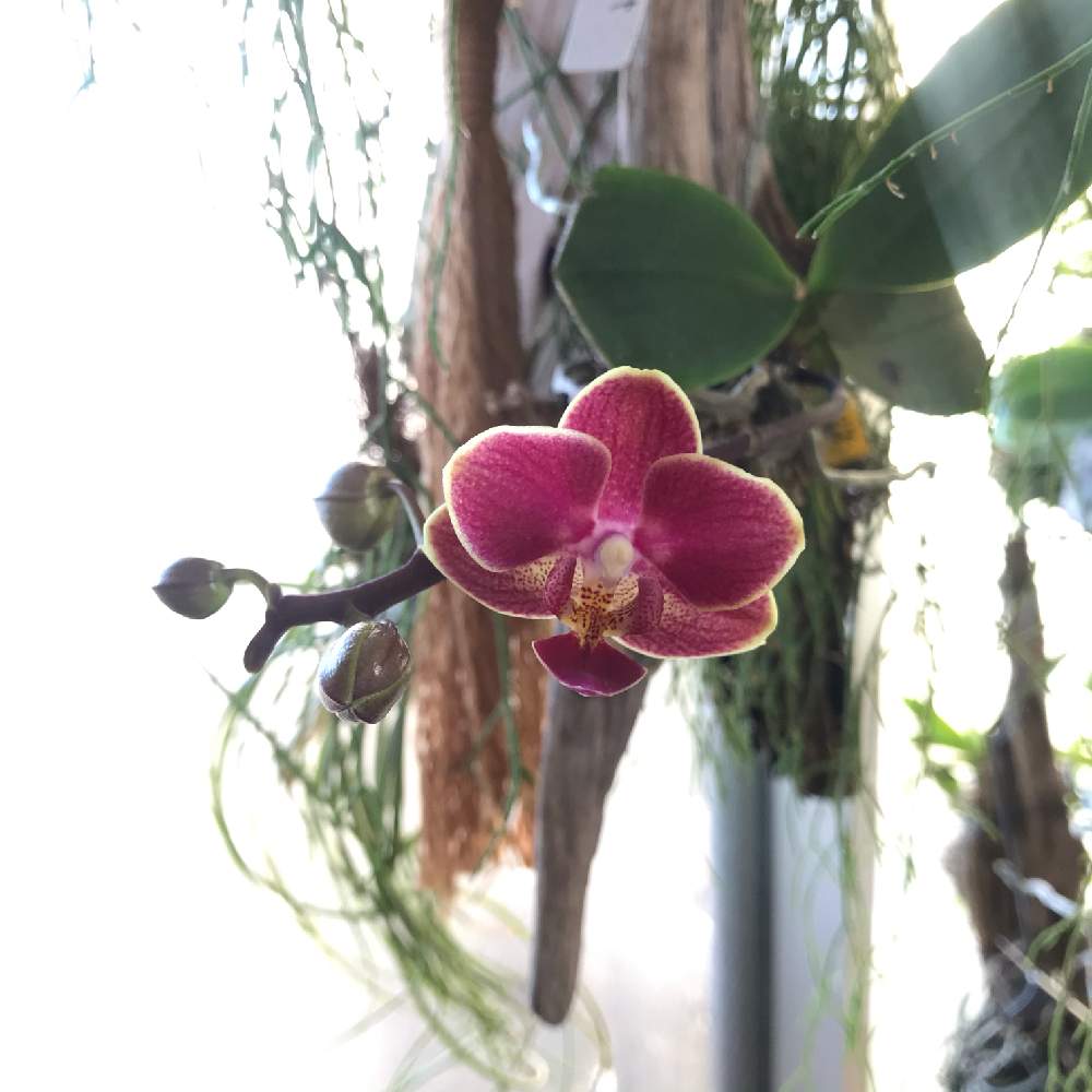 コチョウランの投稿画像 By さちこさん 胡蝶蘭とphal Younghome Sunkistと着生植物と洋蘭と着生ランとラン科とファレノプシス属と着生蘭と洋ラン 21月1月30日 Greensnap グリーンスナップ