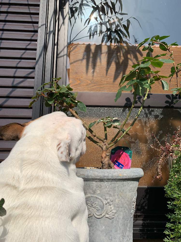 ばら バラ 薔薇の投稿画像 By Taesaiさん バラ イブピアッチェ と犬 いぬ Dogとおうち園芸とイブ ピアッチェと犬のいる暮らしと鉢植えと花のある暮らしとチーム福岡 21月1月30日 Greensnap グリーンスナップ