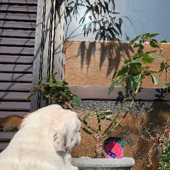 バラ イブピアッチェ の投稿画像一覧 Greensnap グリーンスナップ バラ イブピアッチェ の投稿画像一覧 Greensnap グリーンスナップ