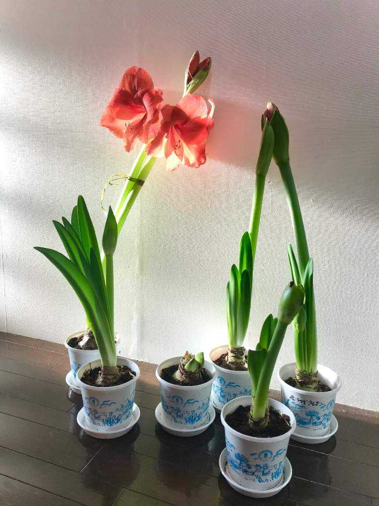 AIで作った フリル アマリリス 黒 球根 AIで作った アマリリス 黒 球根 AIで作った フリル アマリリス 黒 球根 AI