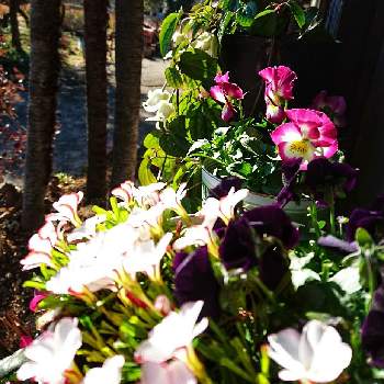 1月の花の画像 by あさがおさん | 鉢植えの花と花いっぱい！とおうち園芸と1月の花とビオラ、オキザリス、クレマチスと花を楽しむと2021と꒰ღ˘◡˘ற꒱かわゅ~と可愛いビオラと日光浴中❣️