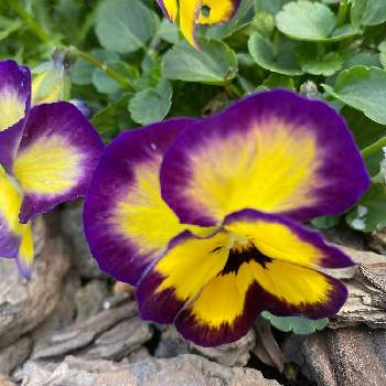 バンジーの投稿画像一覧 Greensnap グリーンスナップ