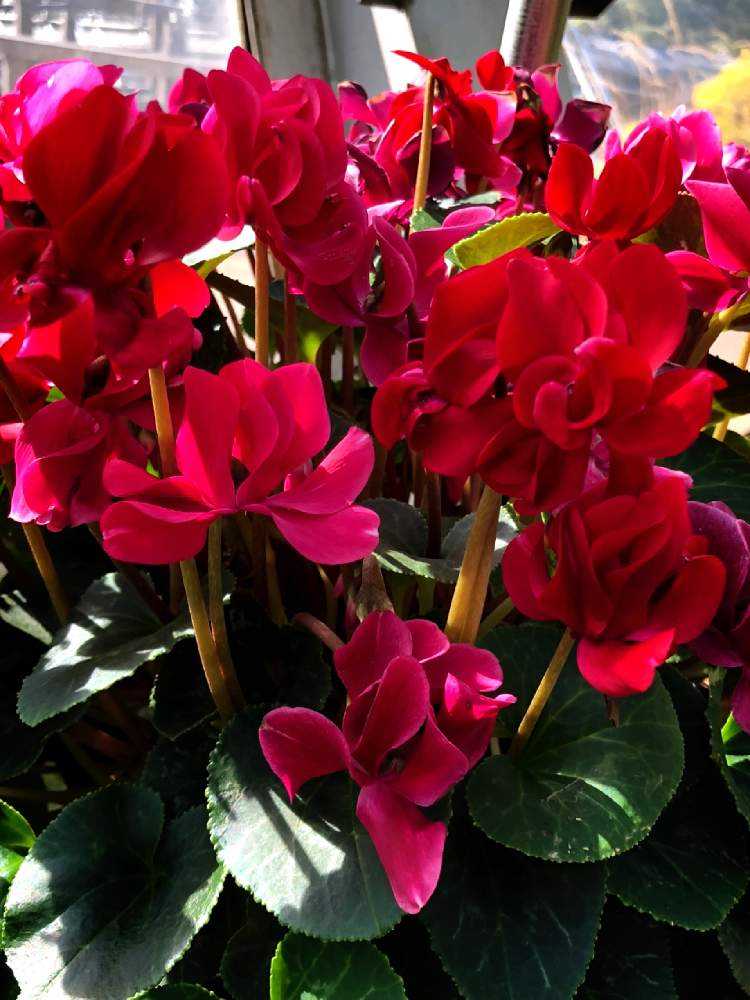 兵庫 姫路市 ぶらり旅 其の二 Greensnap グリーンスナップ