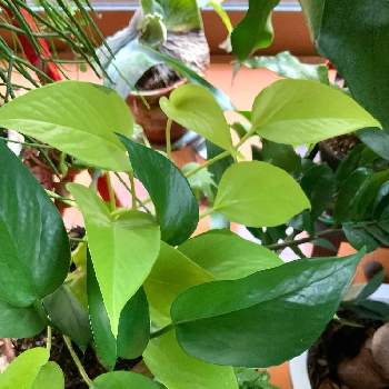 ポトスパーフェクトグリーン の投稿画像一覧 Greensnap グリーンスナップ