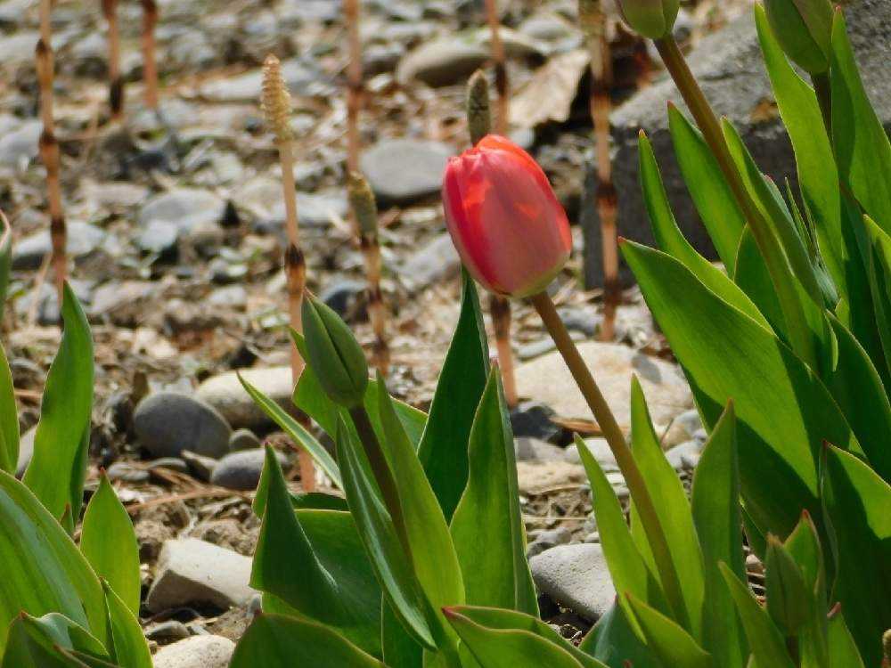 花言葉 Greensnap グリーンスナップ