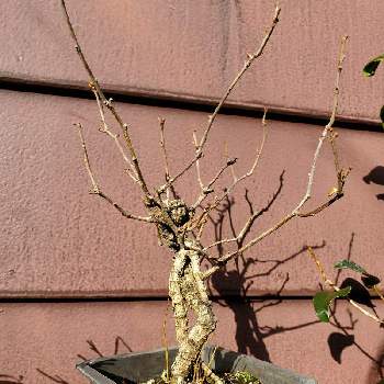 ツルウメモドキの育て方 種まきや挿し木での増やし方のコツは Greensnap グリーンスナップ