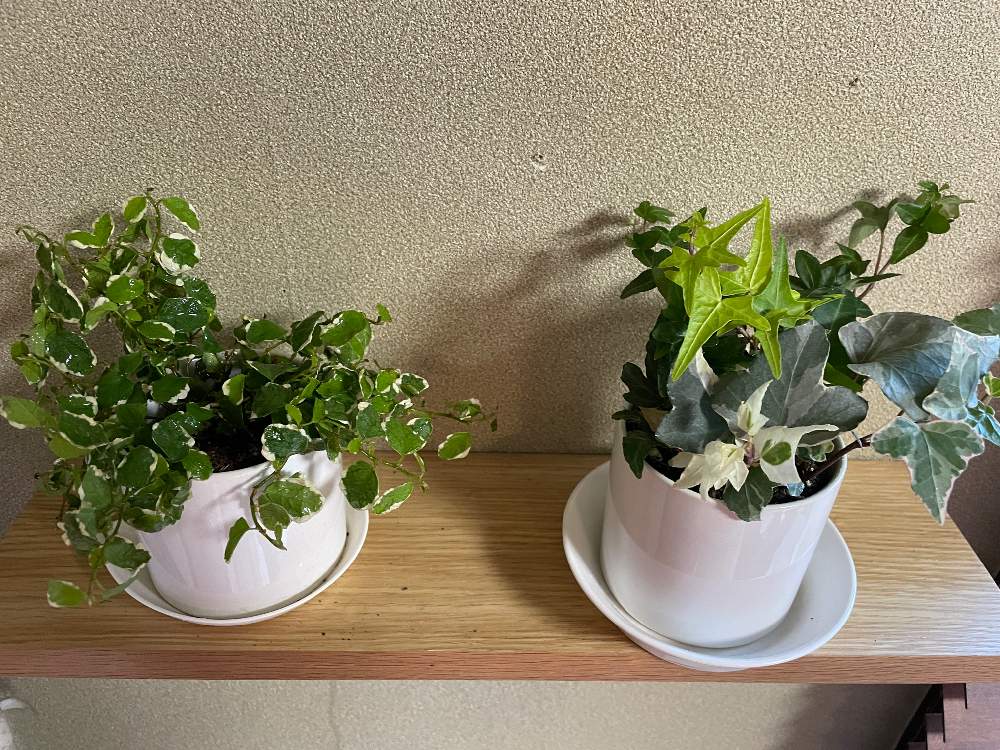 アイビーの投稿画像 By Tsukiyonoさん プミラと観葉植物 21月1月30日 Greensnap グリーンスナップ