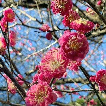 少し濃いピンクのお花〜*の画像 by EMIさん | お散歩と花のある暮らしと 梅の花と少し濃いピンクのお花〜*