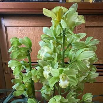 グリーンのシンビジウムの投稿画像一覧 Greensnap グリーンスナップ