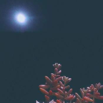 月と植物の画像 by はちみつ☆さん | 空ととキュンキュン乙女倶楽部と月と植物