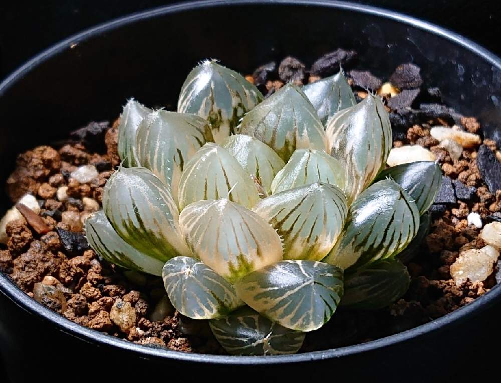 ハオルチア　OMオブツーサ錦 ハオルチア OMオブツーサ錦