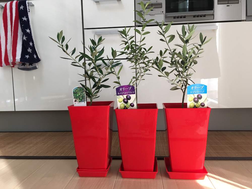オリーブの投稿画像 By べてこさん 観葉植物とオリーブの木 と観葉植物のある暮らしとオリーブ3兄弟 21月1月30日 Greensnap グリーンスナップ オリーブの投稿画像 By べてこさん 観葉植物とオリーブの木 と観葉植物のある暮らしとオリーブ3兄弟 21月1月30日 Greensnap グリーンスナップ