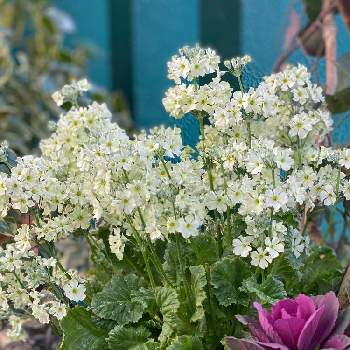 ウィンティ の投稿画像一覧 Greensnap グリーンスナップ