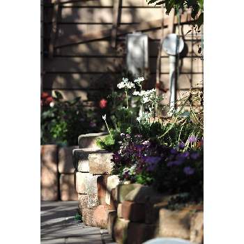 一月の庭の画像 by 我楽多さん | 小さな庭といつもの箱庭（メインの花壇）とOLY 40-150mm F2.8 ProとOM-D E-M1Ⅱと一月の庭
