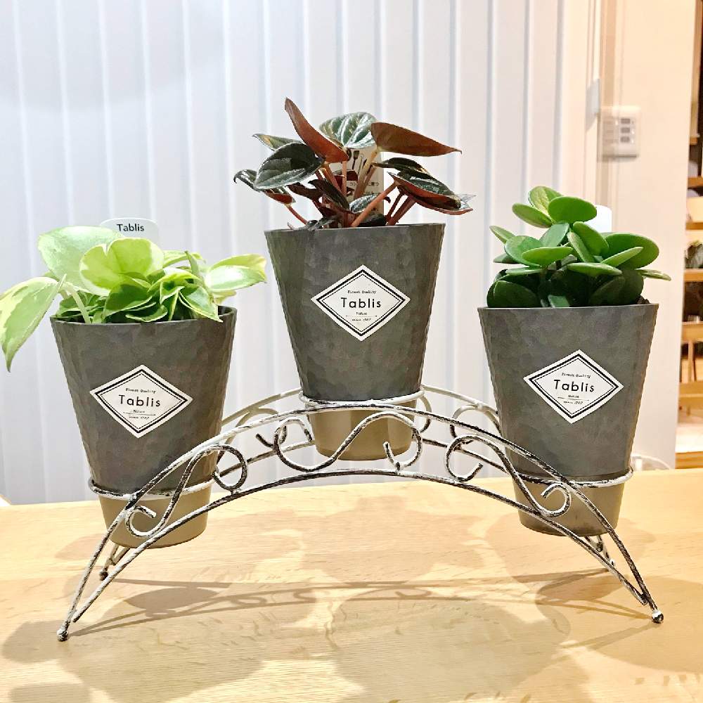 ペペロミア ホープの投稿画像 By M Yuさん ペペロミア セルペンスとペペロミア ブラジリアとインドアグリーンとボタニカルとカラーリーフとno Green No Lifeと観葉植物と植欲が止まらないとおうちジャングルとニューフェイスと購入品と植欲旺盛と植中毒とペペロミア属と ペペロミア ホープの投稿画像 By M Yuさん ペペロミア セルペンスとペペロミア ブラジリアとインドアグリーンとボタニカルとカラーリーフとno Green No Lifeと観葉植物と植欲が止まらないとおうちジャングルとニューフェイスと購入品と植欲旺盛と植中毒とペペロミア属と