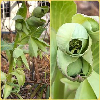 クリスマスローズ原種系の投稿画像一覧 Greensnap グリーンスナップ