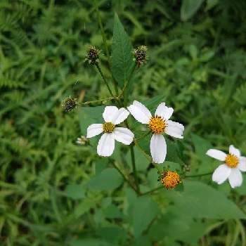 沖縄の植物の投稿画像一覧 Greensnap グリーンスナップ