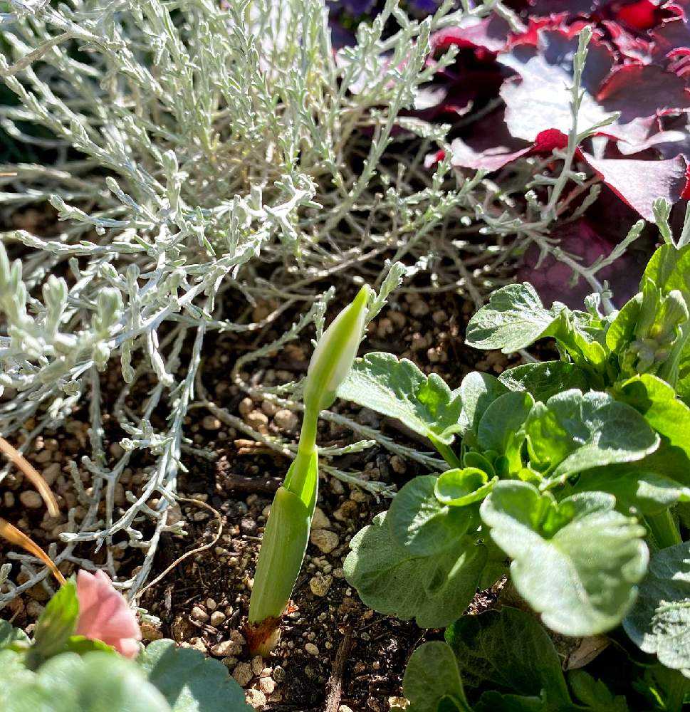 球根の芽コレクション21冬 Greensnap グリーンスナップ