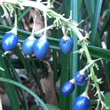 青い実の投稿画像一覧 Greensnap グリーンスナップ