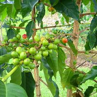 コーヒーの木,鮮やか ,元気色,華やか,綺麗の画像