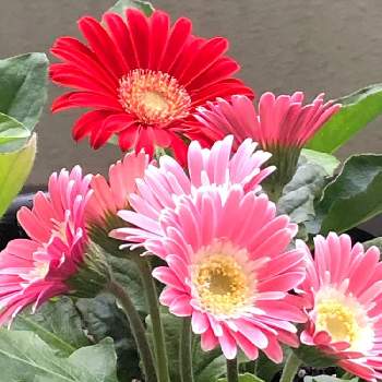 花の癒しの投稿画像一覧 Greensnap グリーンスナップ