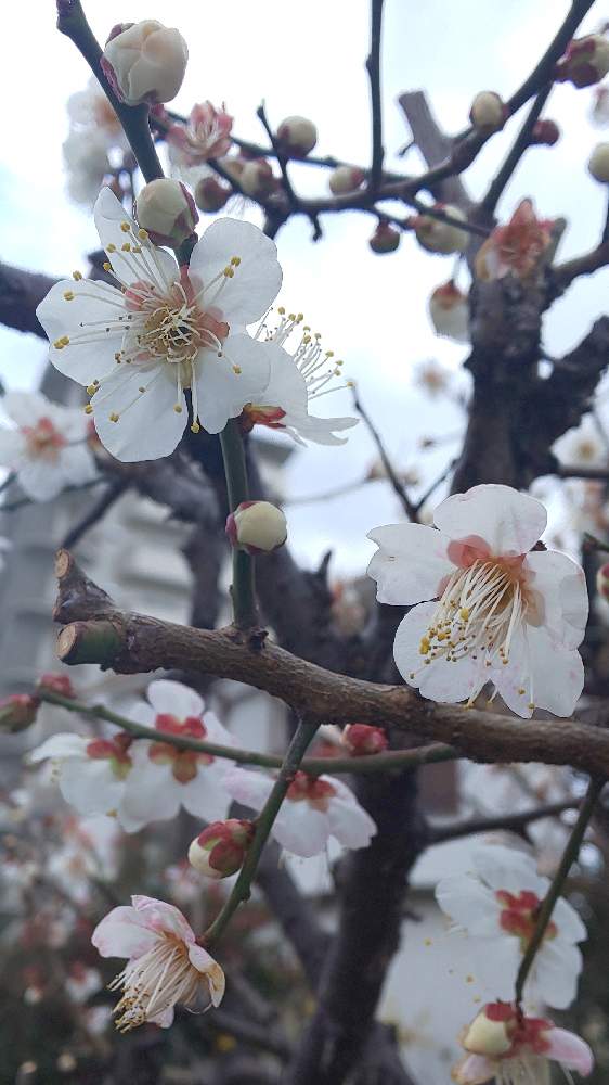 ウメの投稿画像 By ミキさん 白梅の花とちいさな幸せ と植物大好きと植物だいすきとうめのはなとしあわせ と花は癒やし 21月1月31日 Greensnap グリーンスナップ