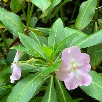 ホウセンカ 鳳仙花 の育て方 種の植え方や水やりの頻度は Greensnap グリーンスナップ
