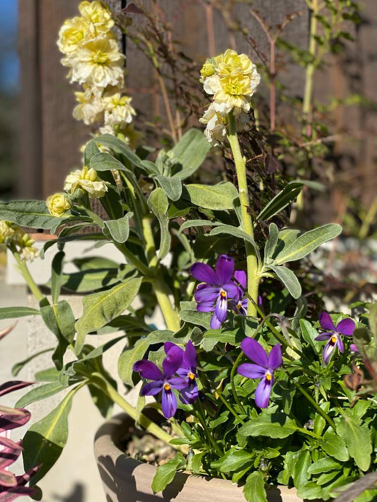 ストックの投稿画像 By かすやんさん ビオラと大好きな場所とビオラ パンジーと寄せ植えと初心者 と癒しと花のある生活と冬の花とおうち園芸と生花とガーデニング初心者と大好きな花とガーデニングと小さな小さな庭と花のある暮らしとオススメ 21月1月31日