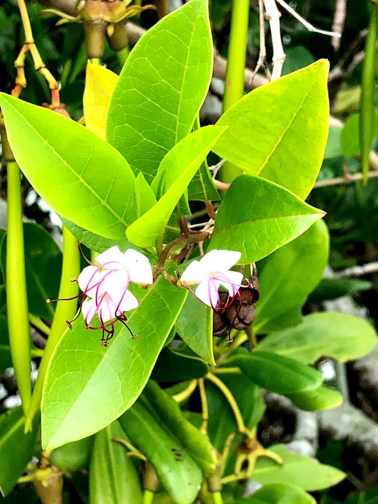 イボタクサギの投稿画像 By Mimiさん マングローブ植物と漫湖と雄性先熟 21月1月31日 Greensnap グリーンスナップ