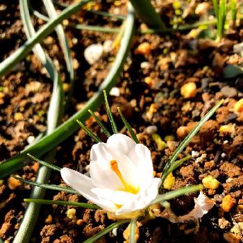 クロッカスの芽たちの投稿画像一覧 Greensnap グリーンスナップ