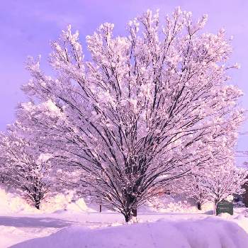 この色大好き❤の画像 by あちゃこさん | お出かけ先と美しい姿とこの色大好き❤と癒やしと冬の楽しみとふゆと樹木と美しい♡と雪国ならでは