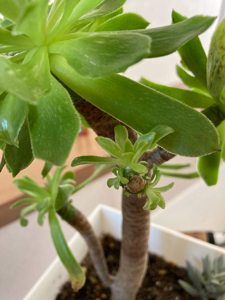 アエオニウム サンシモン カナリエンスの投稿画像 By まままいさん 多肉植物とサンシモンと癒しと緑のある暮らし 21月1月31日 Greensnap グリーンスナップ