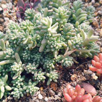 セダム花壇の投稿画像一覧 Greensnap グリーンスナップ