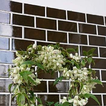 天使のすずの投稿画像一覧 Greensnap グリーンスナップ