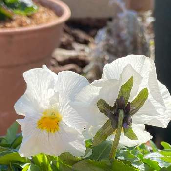 良く咲くスミレの画像 by Angelaさん | 小さな庭とビオラ・パンジーと白いはなと１月と良く咲くスミレと耐寒性