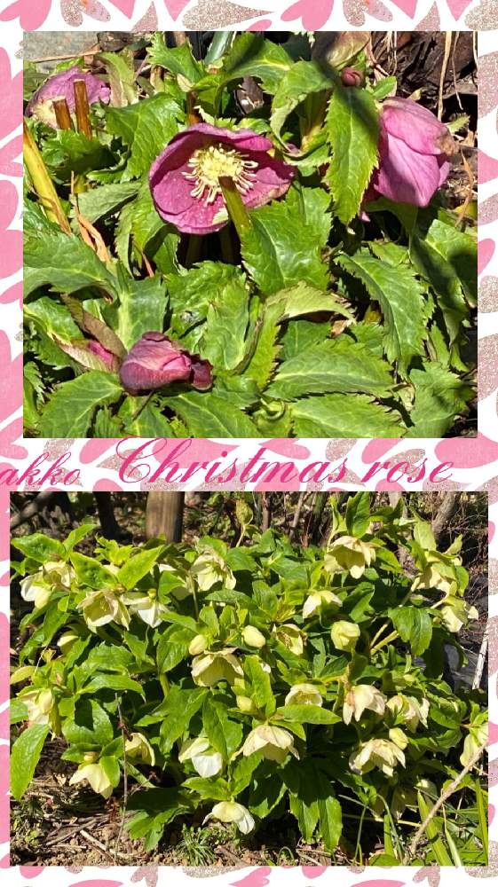 我が家の花畑のクリスマスローズ２色の投稿画像 By ひみつのアッコちゃんさん 可愛い花と花のある生活と美しい花と元気な花と加工アプリ使用と大好きな花と花を見る喜びと私のお気に入り 21月1月31日 Greensnap グリーンスナップ