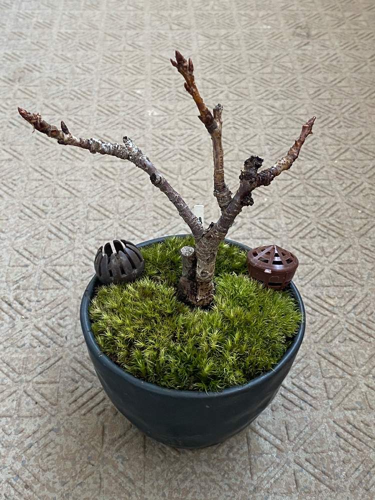 メーカー在庫限り品 ホソバオキナ苔の苔玉
