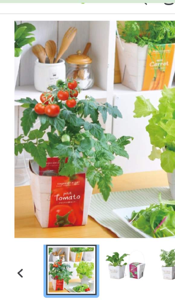 子供が育てるミニトマト Greensnap グリーンスナップ