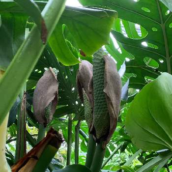 モンステラの実の投稿画像一覧 Greensnap グリーンスナップ