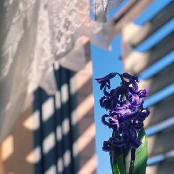 パープル大好きの画像 by キラライ　ブツ子さん | パープル大好きとヒヤシンス花がら摘みと✨素敵な朝空とのんびり過ごそうと気持ちいい風と✨きらきら✨と一粒万倍日とお日様大好きといい香りといい香り♪