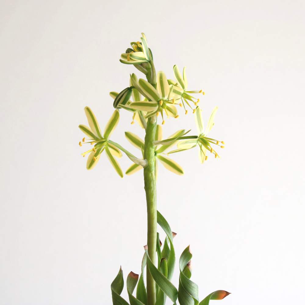 アルブカ コンコルディアナの投稿画像 By りゅうさん 多肉植物とアルブカ属 21月1月31日 Greensnap グリーンスナップ