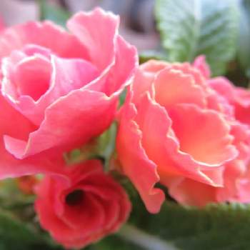 門扉に飾るお花の画像 by シナモンさん | アプローチと門扉に飾るお花とお花大好き♡とバラ咲きジュリアン♡と可愛いお花と綺麗と癒されると可愛いピンク色♡