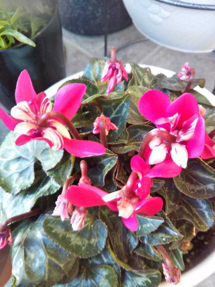 夏越しのガーデンシクラメンを咲かせよう 完結 Greensnap グリーンスナップ