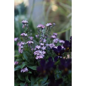 １月の花の画像 by 我楽多さん | 小さな庭とワスレナグサと１月の花とOM-D E-M1ⅡとOLY 17mm F1.2