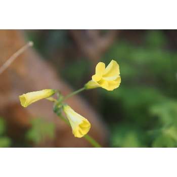 １月の花の画像 by 我楽多さん | 小さな庭とオキザリスとオオキバナカタバミと１月の花とOM-D E-M1ⅡとOLY 17mm F1.2